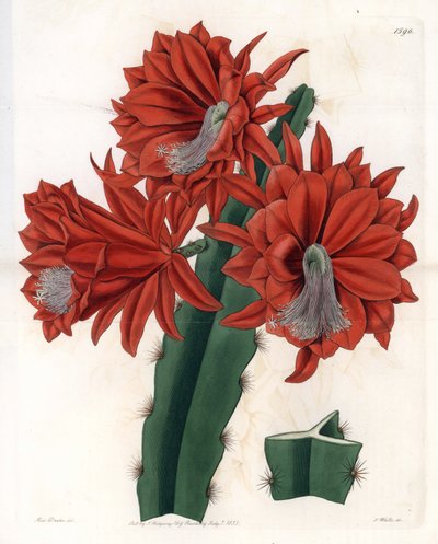 Disocactus híbrido (cactus orquídea) de Sydenham Teast Edwards