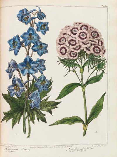 Ilustración de Jardinería Práctica por Alexander McDonald, 1807 de Sydenham Teast Edwards