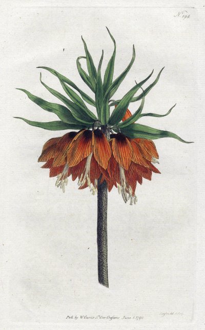 Corona Imperial - Litografía de Sydenham Edwards, placa de la Revista Botánica de William Curtis de Sydenham Teast Edwards