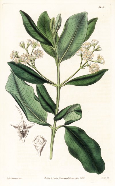 Árbol de laurel, Pimenta racemosa de Sydenham Teast Edwards