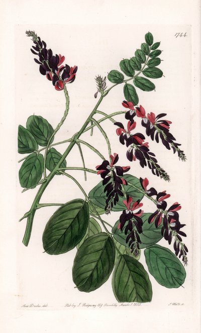 Indigofera Variete - Placa grabada por S. Watts, de una ilustración de Sarah Anne Drake (1803-1857), del Registro Botánico de Sydenham Edwards (1768-1819), Inglaterra de Sydenham Teast Edwards