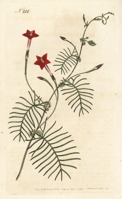 Ipomea quamoclite o quamoclite pennee o ipomea de hoja roja - Vid de ciprés o ipomea de hojas aladas, Ipomoea quamoclit. Grabado en cobre coloreado a mano de Sansom después de una ilustración de Sydenham Edwards del Botanical Magazine de William Curtis, Lo de Sydenham Teast Edwards