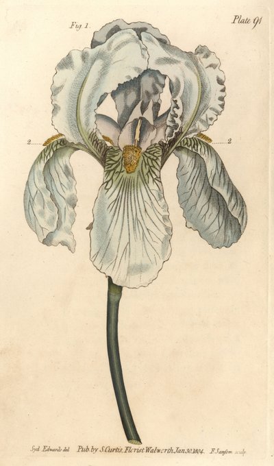 Iris florentina, Iris germanica nothovar de Sydenham Teast Edwards