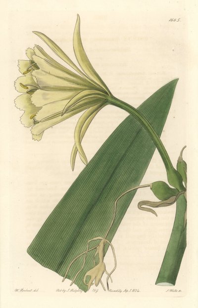 Ismene, Narciso o Narciso de Perú de Sydenham Teast Edwards