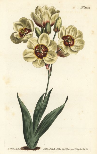 Ixia abbreviata (Ixia manchada de color crema, Ixia maculata v. ochroleuca) de Sydenham Teast Edwards
