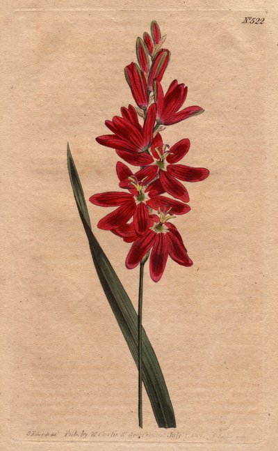 Ixia carmesí o flor rancia, color escarlata oscuro. Ixia carmesí o ixia de flores extendidas con flores carmesí profundas. Ixia patens. Grabado en cobre coloreado a mano de una ilustración botánica de Sydenham Edwards del Botanical Magazine de William Curt de Sydenham Teast Edwards