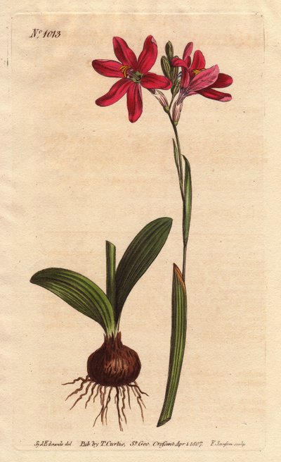 Ixia rosa, Ixia latifolia de Sydenham Teast Edwards