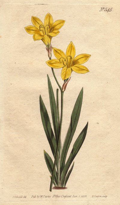Ixia bulbifera, del Botanical Magazine de William Curtis de Sydenham Teast Edwards