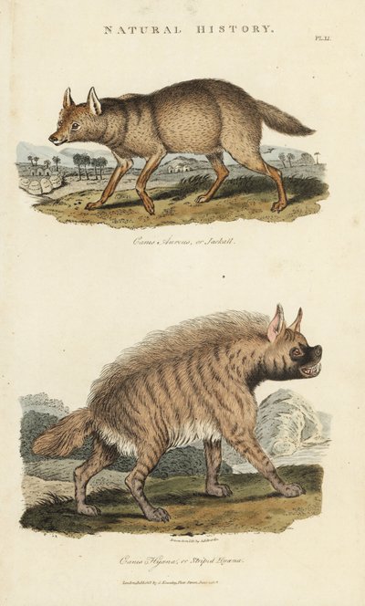 Chacal dorado y hiena - Canis aureus y Hyaena hyaena de Sydenham Teast Edwards