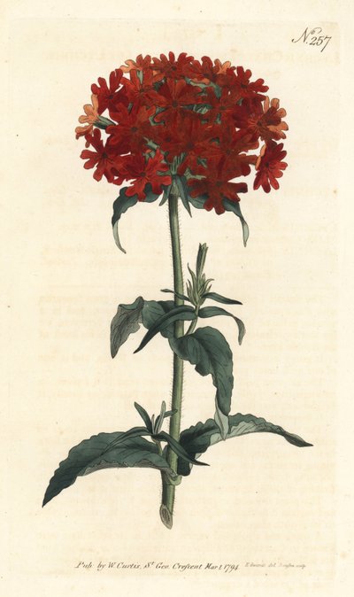Cruz de Jerusalén - Silene chalcedonica de Sydenham Teast Edwards