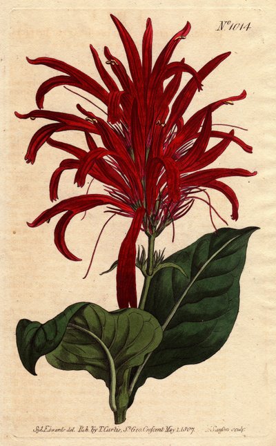 Planta justicia con hojas brillantes y flores carmesí brillantes, nativa de Barbados de Sydenham Teast Edwards