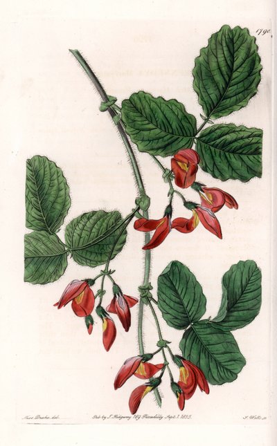 Kennedia macrophylla, planta nativa de Australia, especie rara en peligro de extinción - Placa grabada por S. Watts, de una ilustración de Sarah Anne Drake (1803-1857), del Registro Botánico de Sydenham Edwards (1768-1819), Inglaterra de Sydenham Teast Edwards