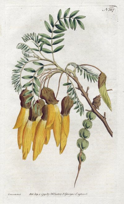 Kowhai, variedad de sophora de Nueva Zelanda - Litografía de Sydenham Edwards (1768-1819), del Botanical Magazine de William Curtis (1746-1799) de Sydenham Teast Edwards