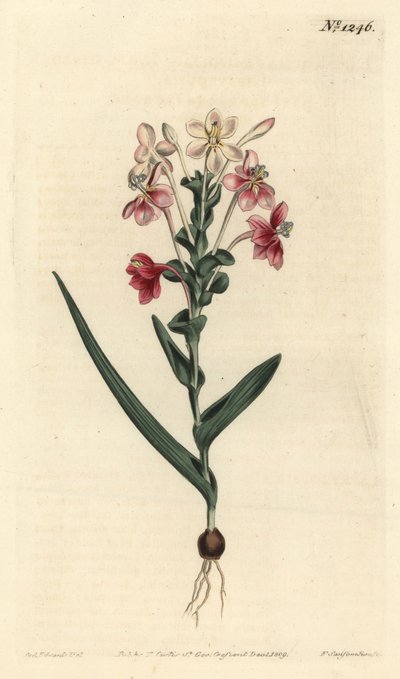 Lapeirousia pyramidalis de Sydenham Teast Edwards