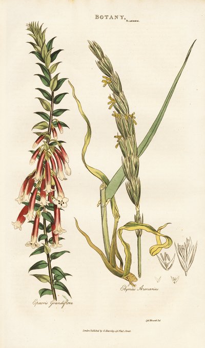  de Sydenham Teast Edwards