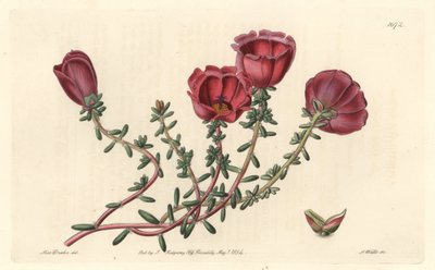 Portulaca de flores grandes o caballero de las once horas, nativo de Chile, del Botanical Register de Sydenham Teast Edwards