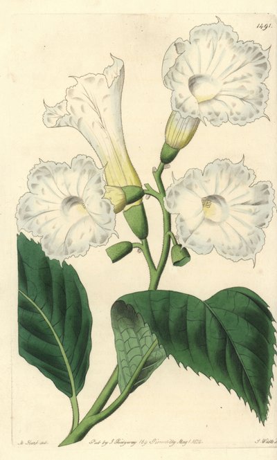 Cordia de flor grande - Cordia grandiflora de Sydenham Teast Edwards