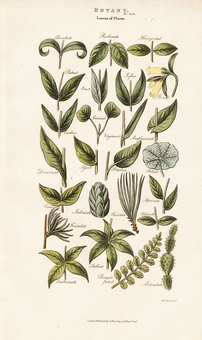  de Sydenham Teast Edwards
