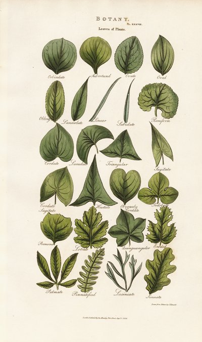Formas foliares en la morfología botánica de Sydenham Teast Edwards