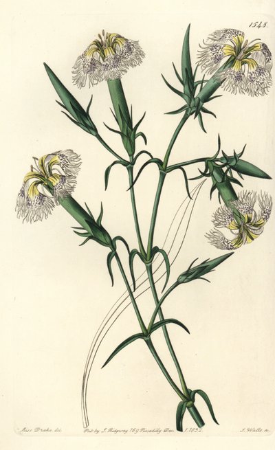 Clavel del Líbano (especie en peligro) de Sydenham Teast Edwards