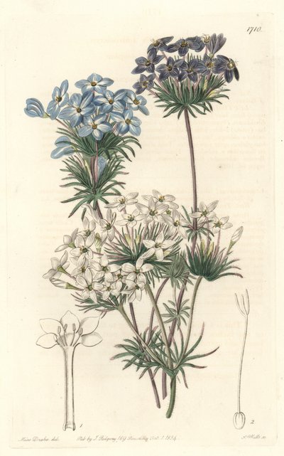 Leptosiphon androsace, nativa de California - Placa grabada por S. Watts de una ilustración de Sarah Anne Drake, del Registro Botánico de Sydenham Teast Edwards