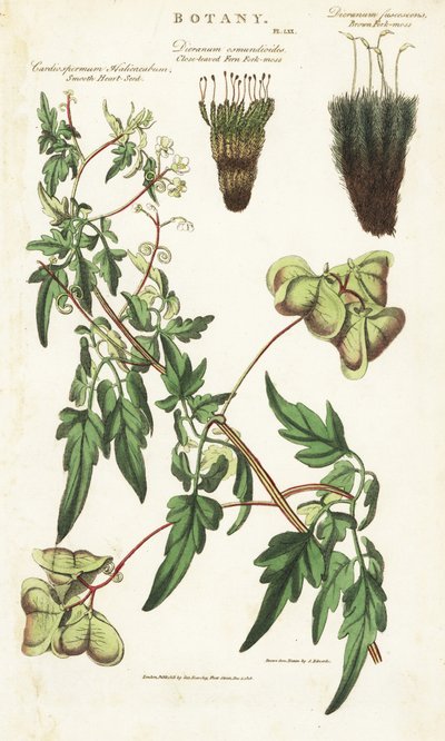 Liana corazón de la India o guisantes de corazón y dos variedades de musgos - Planta globo o semilla de corazón lisa, Cardiospermum halicacabum, musgo de horquilla de helecho de hojas cerradas, Dicranum osmundioides, y musgo de horquilla marrón, Dicranum f de Sydenham Teast Edwards