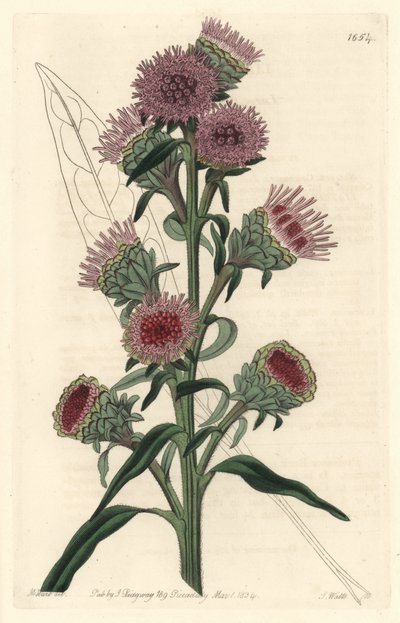 Liatide o liatris, nativa de América del Norte de Sydenham Teast Edwards