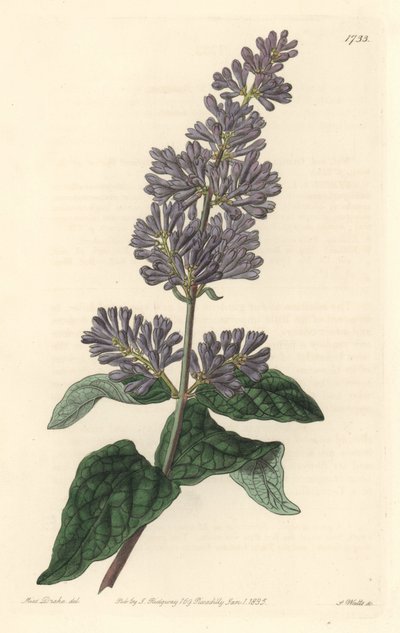 Lila de Hungría - Agua fuerte por S. Watts de una ilustración de Sarah Anne Drake (1803-1857), del Registro Botánico de Sydenham Teast Edwards