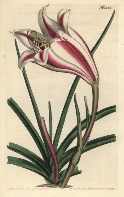 Lirio variedad - Lirio de la costa del Cabo, Crinum ornatum (Amaryllis ornata). Grabado en cobre coloreado a mano por F. Sansom Jr. después de una ilustración de Sydenham Edwards del Botanical Magazine de William Curtis, T. Curtis, Londres de Sydenham Teast Edwards