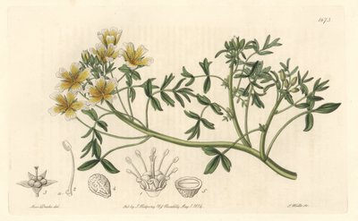 Limnanthe, originaria de California - del Registro Botánico de Sydenham Teast Edwards