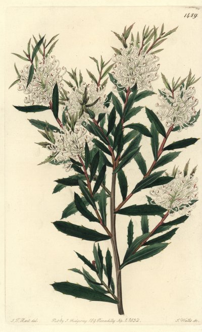 Hakea de hojas lineares, Hakea linearis. Grabado en cobre coloreado a mano por S. Watts después de una ilustración de J.T. Hart del Botanical Register de Sydenham Edwards, Ridgeway, Londres de Sydenham Teast Edwards