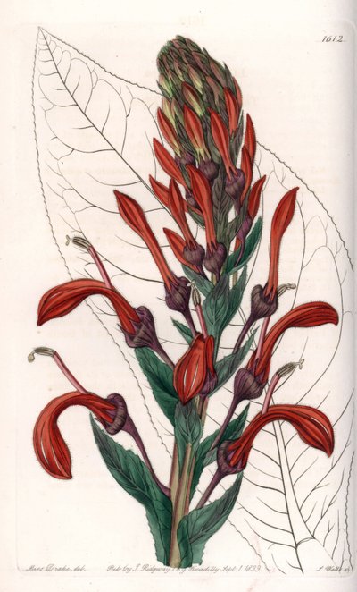 Lobelia (o cardenal) de Chile - Placa grabada por S.Watts, de una ilustración de Sarah Anne Drake, de la Revista Botánica de Sydenham Edwards, Inglaterra de Sydenham Teast Edwards