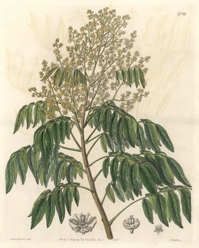 Longanier, originario de China - S. Watts agua fuerte de una ilustración de Sarah Anne Drake (1803-1857), del Registro Botánico de Sydenham Teast Edwards
