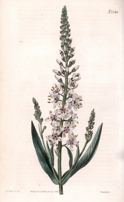 Lysimachia efímera - Lysimachia ephemerum de Sydenham Teast Edwards
