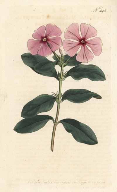 Vinca de Madagascar - Vinca de Madagascar, Catharanthus roseus (Vinca rosea). Grabado en cobre coloreado a mano de Sansom después de una ilustración de Sydenham Edwards del Botanical Magazine de William Curtis, Londres de Sydenham Teast Edwards