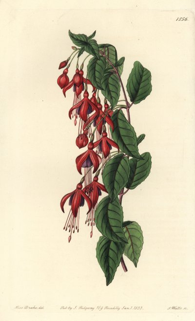 Fucsia de Magallanes - del Registro Botánico de Sydenham Teast Edwards