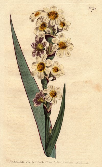 Marica con flores blancas, amarillas y líneas púrpuras - del Registro Botánico de Sydenham Teast Edwards