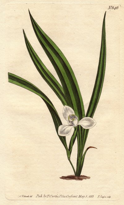 Marica con flores blancas pequeñas y hojas estrechas y rayadas - del Registro Botánico de Sydenham Teast Edwards