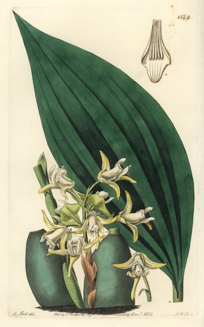 Orquídea Maxillaria palmifolia - del Registro Botánico de Sydenham Teast Edwards