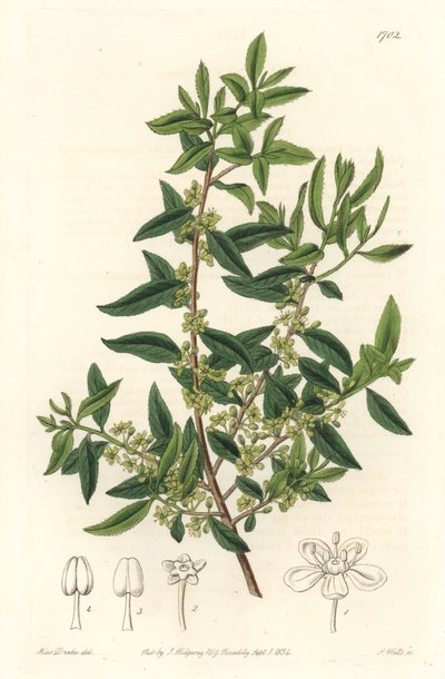 Maytenus boaria (maitén), endémica de América Central y del Sur - Agua fuerte por S. Watts de una ilustración de Sarah Anne Drake, del Registro Botánico de Sydenham Teast Edwards