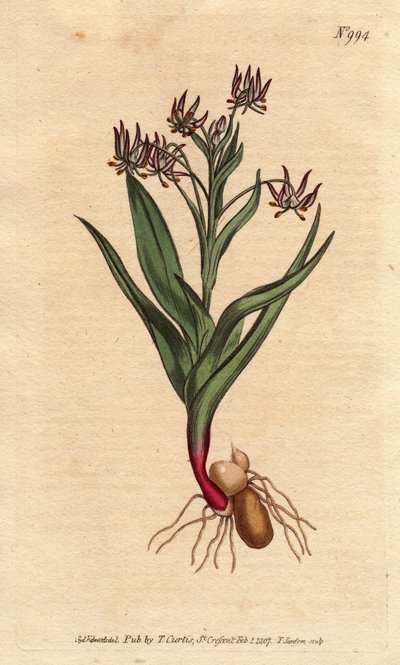 Melanthium ramificado, con muchas flores lilas pequeñas, bulbos y raíces de Sydenham Teast Edwards
