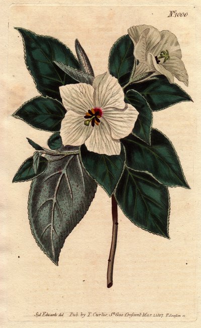 Melhania de Santa Helena con flores blancas de Sydenham Teast Edwards