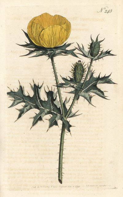 Argemone mexicana, del Botanical Magazine de William Curtis de Sydenham Teast Edwards
