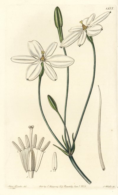 Estrella mexicana - Estrella mexicana o milla blanca como la nieve, Milla biflora de Sydenham Teast Edwards