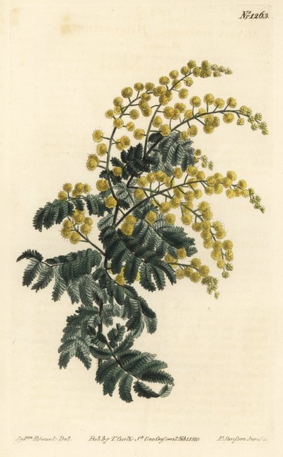 Mimosa - Acacia pubescens de Sydenham Teast Edwards