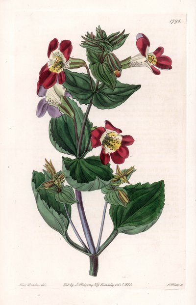 Variedad de Mimule, llamada flor de mono o flor de almizcle - Placa grabada por S.Watts, de una ilustración de Sarah Anne Drake, del Registro Botánico de Sydenham Edwards de Sydenham Teast Edwards