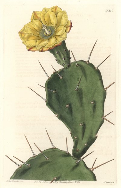 Monacanth Pactus, cactus en flor, nativo de Sudamérica - Placa grabada por S. Watts de una ilustración de Sarah Anne Drake, del Registro Botánico de Sydenham Teast Edwards