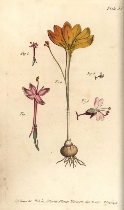 Monandria, Crocus angustifolius y Circaea alpina, del Botanical Magazine de William Curtis de Sydenham Teast Edwards