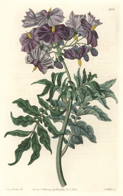 Morelle (Solanum), nativa de Chile, del Registro Botánico de Sydenham Teast Edwards