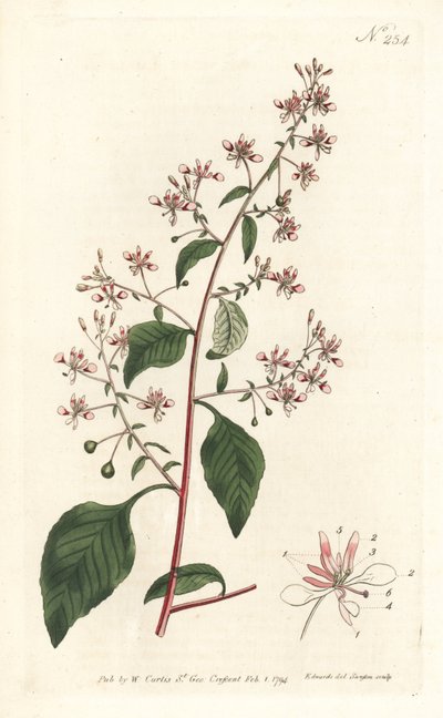 Flor de mosquito o lopezia mexicana, del Botanical Magazine de William Curtis de Sydenham Teast Edwards